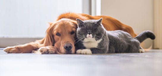 Assistência PET Assistência PET